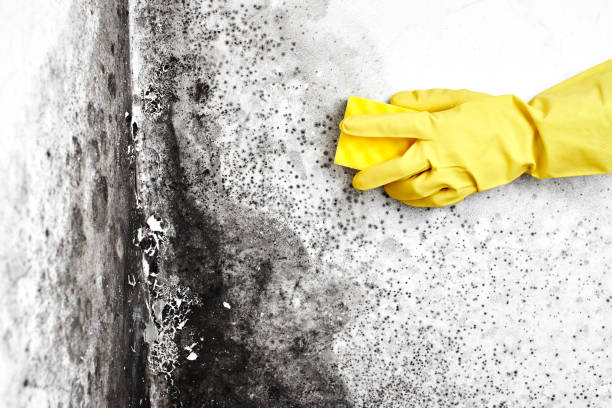 Best Home Mold Removal  in Minier, IL