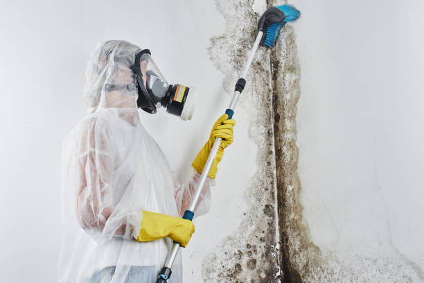 Best Commercial Mold Removal  in Minier, IL