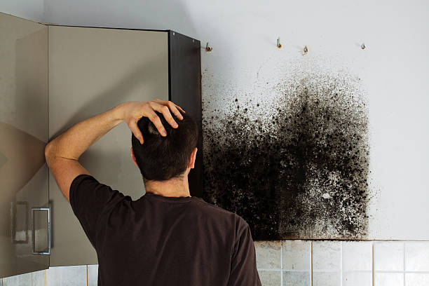 Best Mold Testing  in Minier, IL