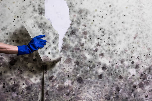 Best Mold Cleaning Services  in Minier, IL